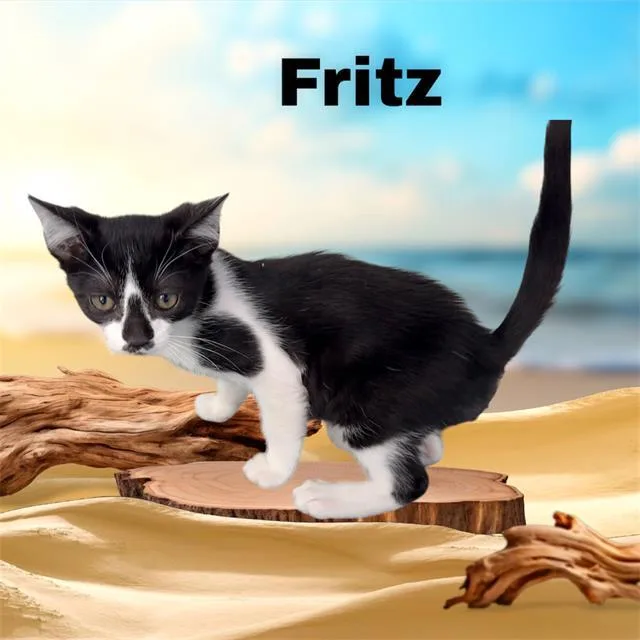 A baby small-sized male Domestic Short Hair cat named Fritz for adoption in Visalia, CA