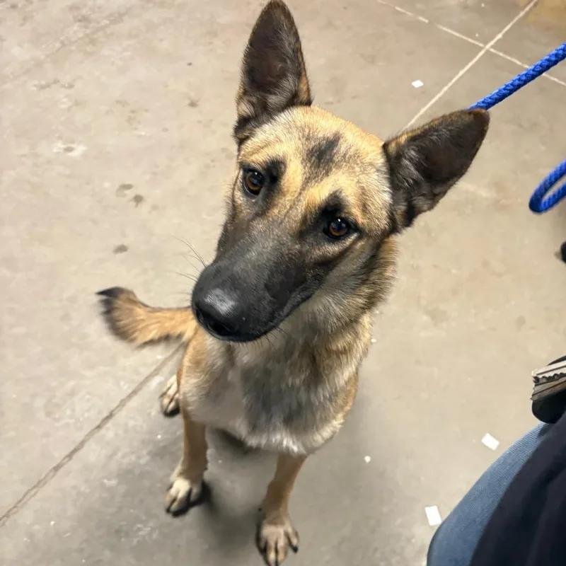 A young medium-sized female Brown / Chocolate Shepherd dog named Selena for adoption in Yuma, AZ