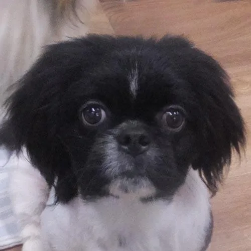 A young small-sized male Pekingese dog named Lenny for adoption in Trufant, MI