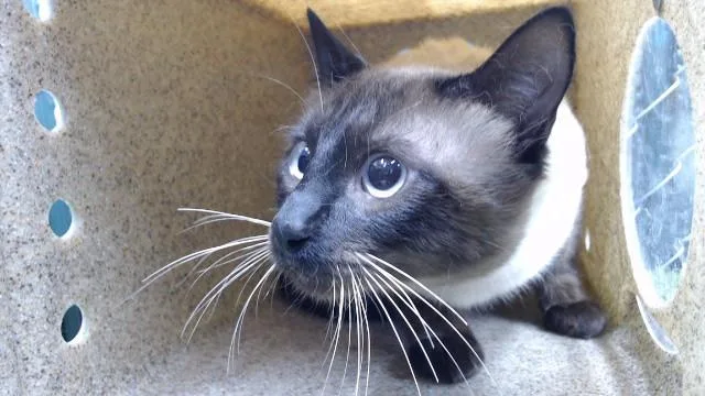 A young medium-sized male Siamese cat named Miso for adoption in Downey, CA