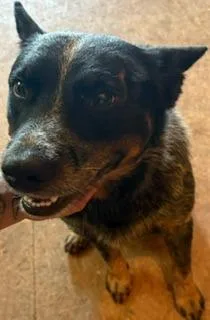 A young medium-sized male Australian Cattle Dog / Blue Heeler dog named Sam for adoption in Lafayette, TN