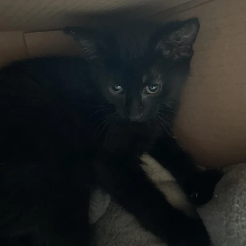 A baby small-sized male Black Domestic Short Hair cat named Phantom for adoption in Marion, IL