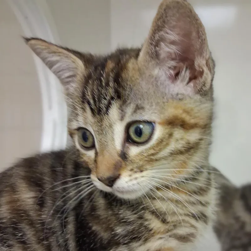 A baby small-sized female Brown / Chocolate Domestic Short Hair cat named Naomi for adoption in Redwood City, CA