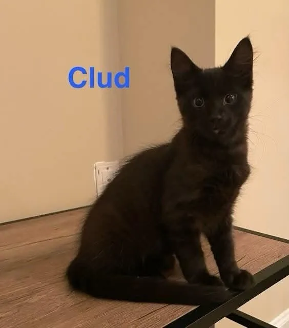 A baby medium-sized male Domestic Medium Hair cat named Clud for adoption in Manchester, MD