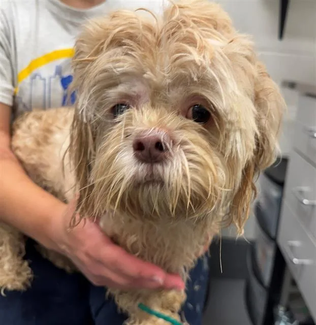 An adult small-sized male Shih Tzu dog named Ambrosia Daye for adoption in Peoria, IL