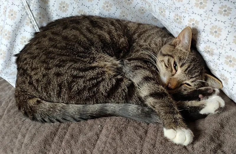 A young medium-sized male Domestic Short Hair cat named Lolock for adoption in Phoenix, AZ