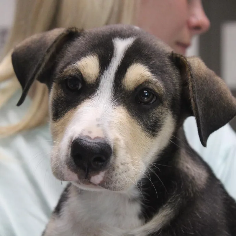 A baby small-sized female Brown / Chocolate Retriever dog named Magenta for adoption in Cleveland, MS