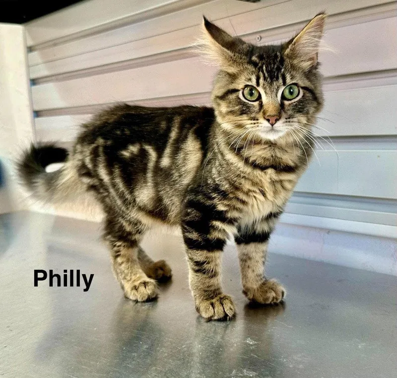 A baby small-sized male Domestic Medium Hair cat named Philly for adoption in Saint George, UT