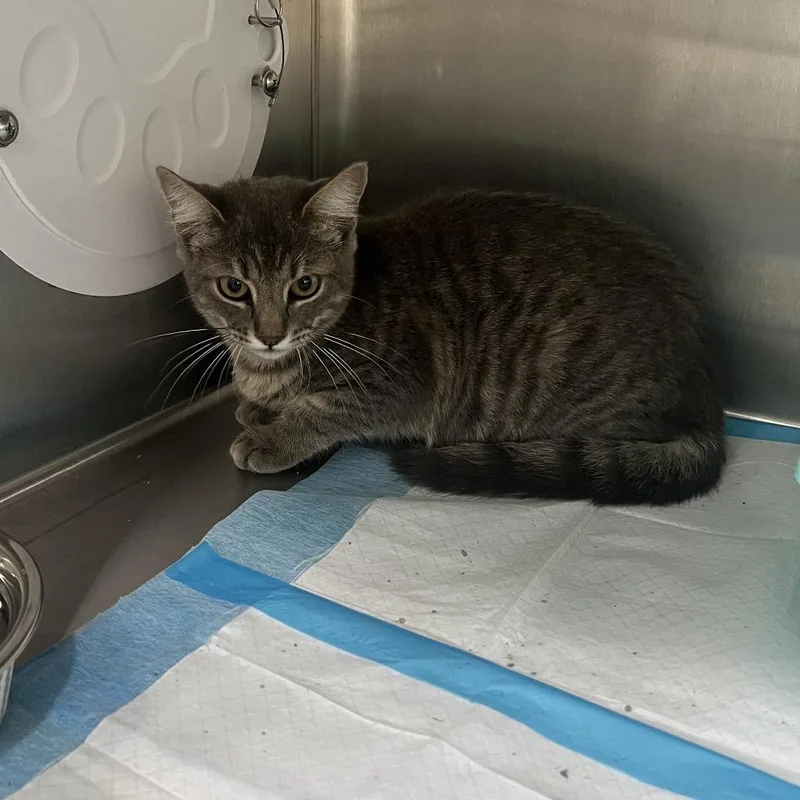 A baby small-sized female Gray / Blue / Silver Domestic Short Hair cat named Regina for adoption in Richmond Hill, GA