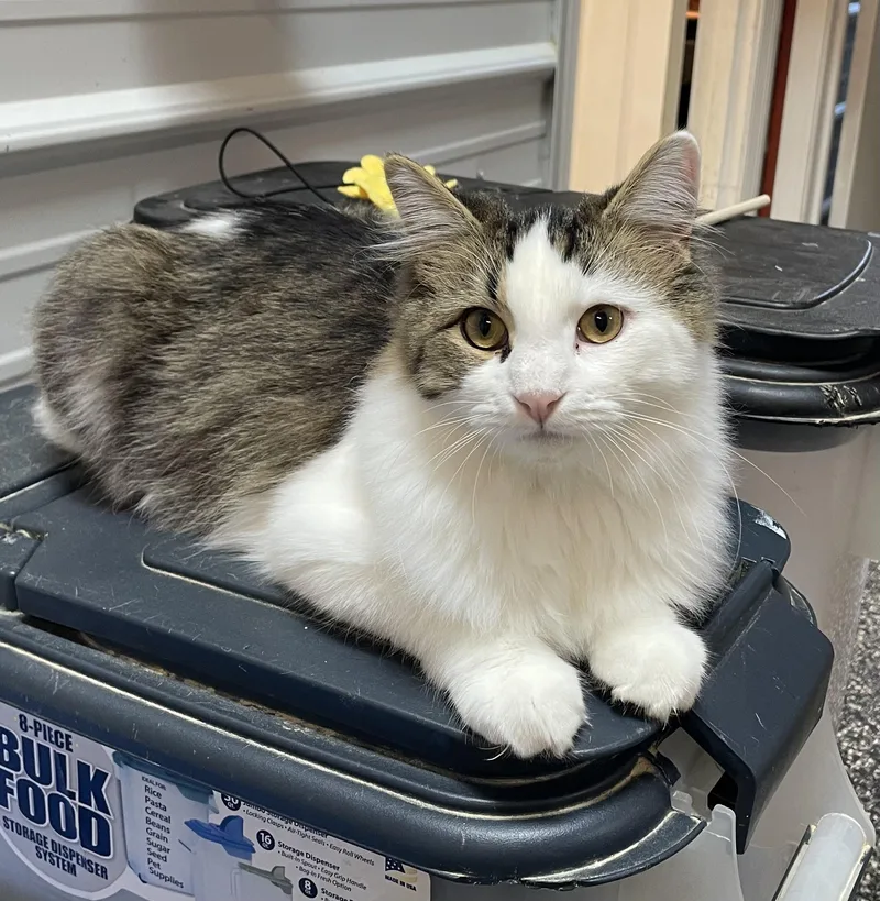 A young medium-sized male Domestic Long Hair cat named Showgirl for adoption in McKenzie, TN