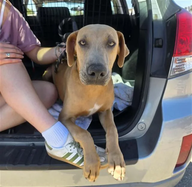 A young medium-sized male Labrador Retriever dog named Benito for adoption in Stockton, CA