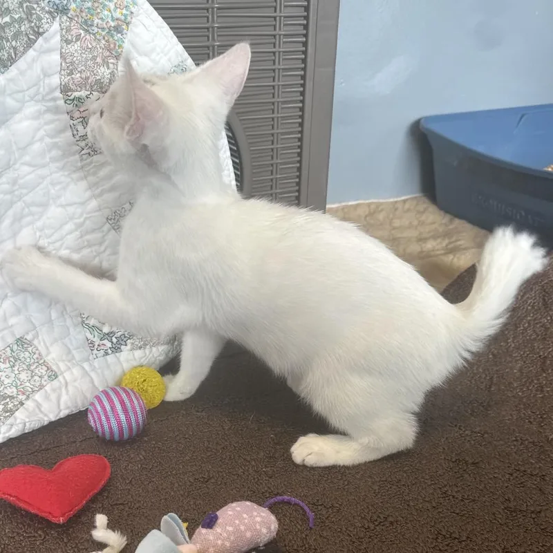 A baby small-sized male White Domestic Short Hair cat named Star for adoption in Naples, FL