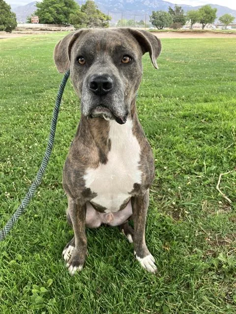 An adult medium-sized male Pit Bull Terrier dog named Hot Rod for adoption in Albuquerque, NM