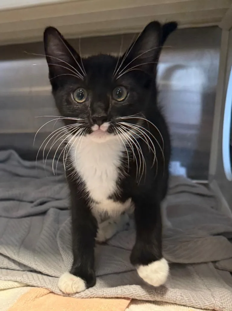 A baby small-sized male Domestic Short Hair cat named Sleepy for adoption in Hyde Park, NY