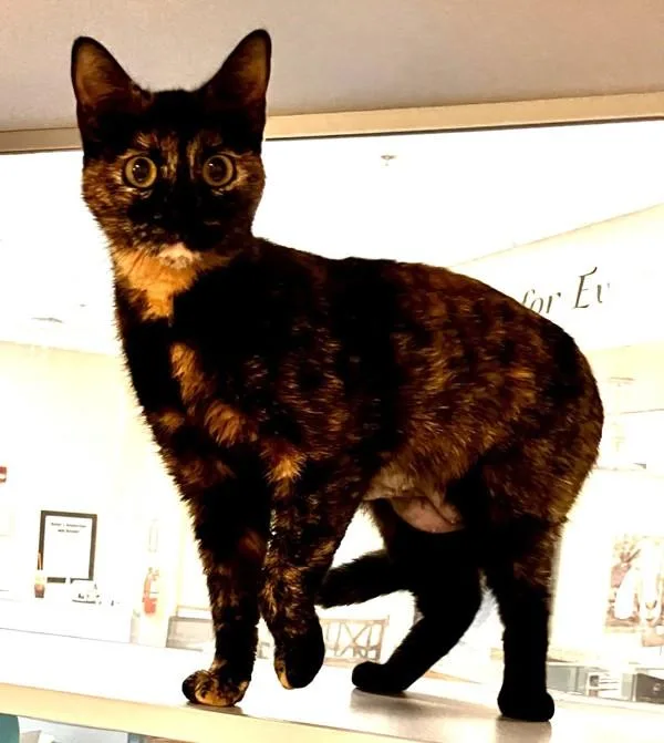 A young medium-sized female Domestic Short Hair cat named Helium for adoption in Stratham, NH
