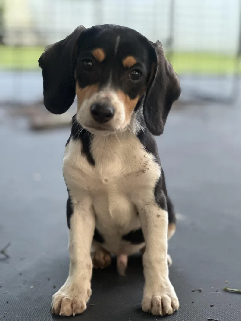 A baby small-sized male Tricolor (Brown, Black, & White) Beagle dog named Henry for adoption in Walker, LA