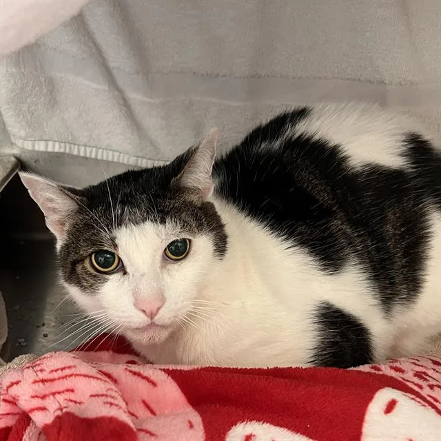 A senior medium-sized male Domestic Short Hair cat named Heni for adoption in Methuen, MA