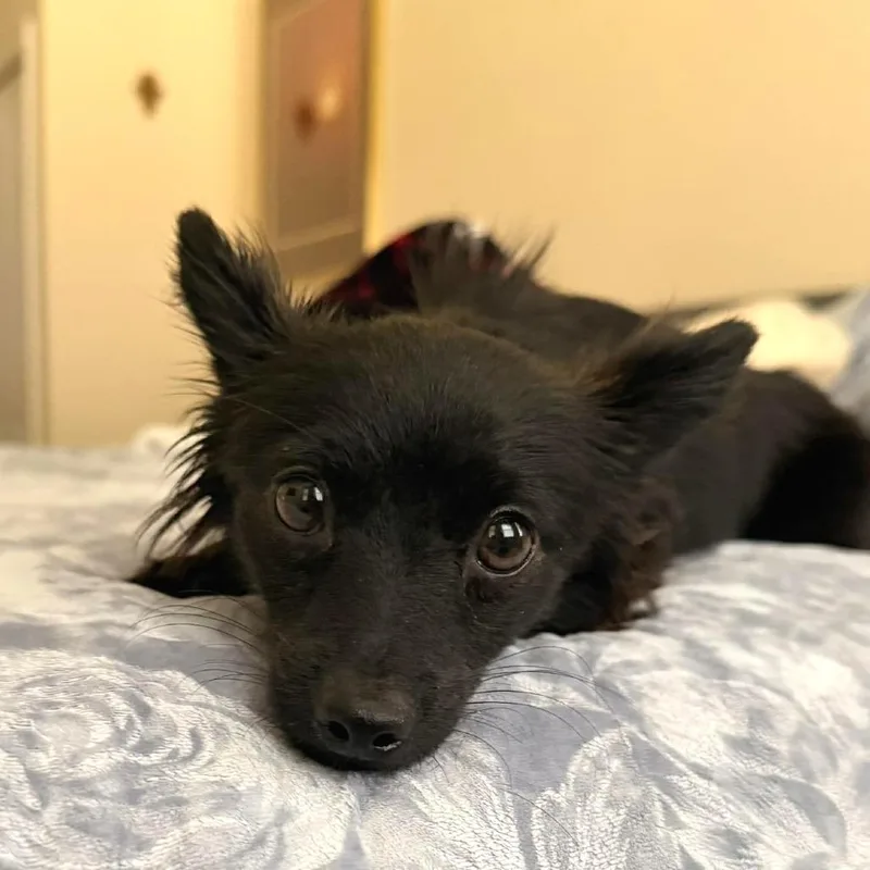 An adult small-sized male Black Chihuahua dog named Ranger for adoption in Tampa, FL