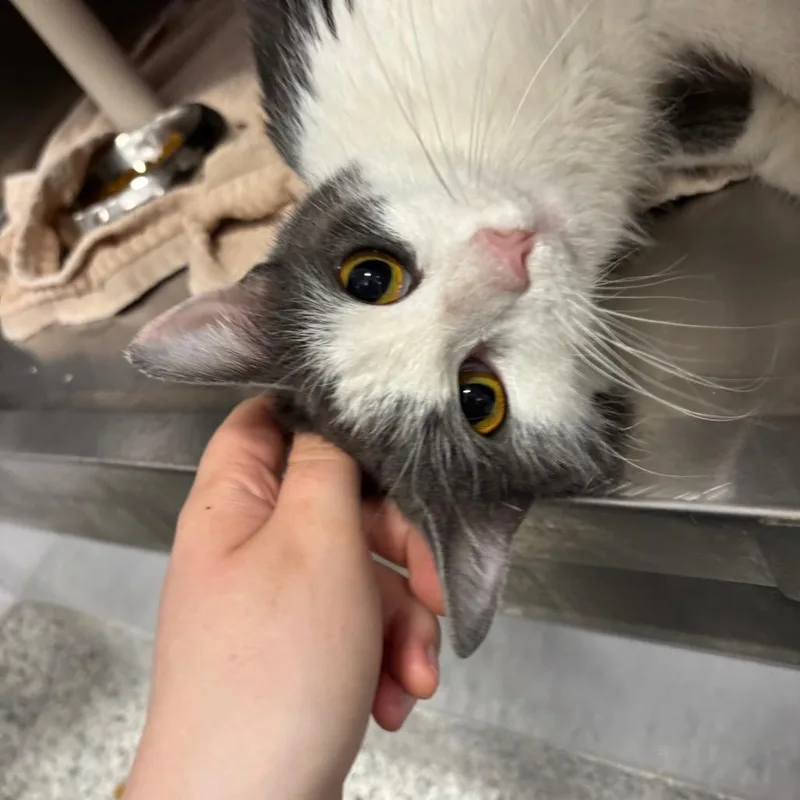An adult medium-sized female Gray / Blue / Silver Domestic Short Hair cat named Beanie for adoption in Fort Wayne, IN