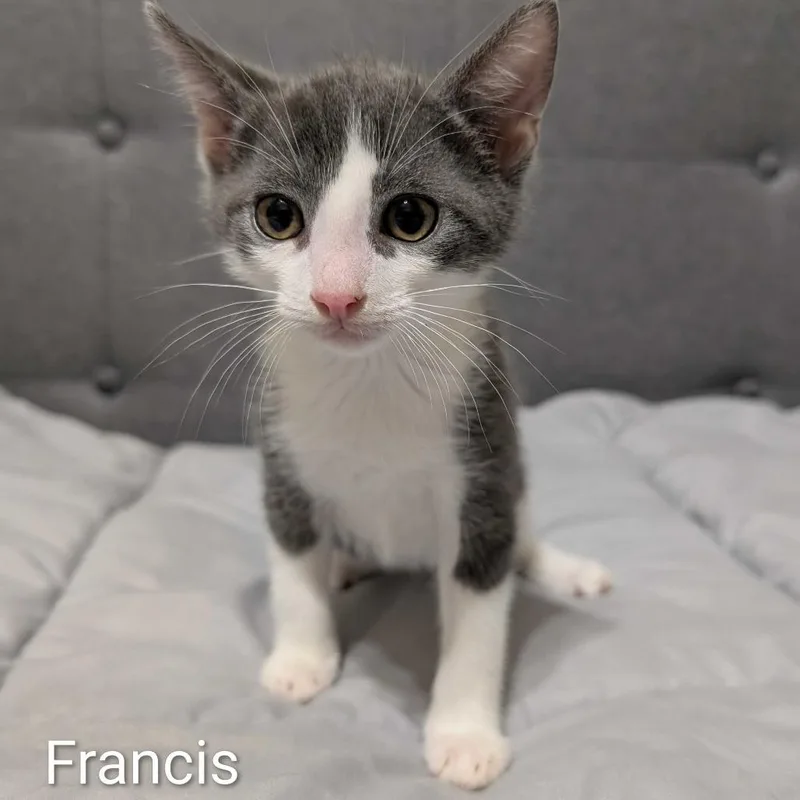 A baby small-sized male Gray / Blue / Silver Domestic Short Hair cat named Francis for adoption in Valdosta , GA
