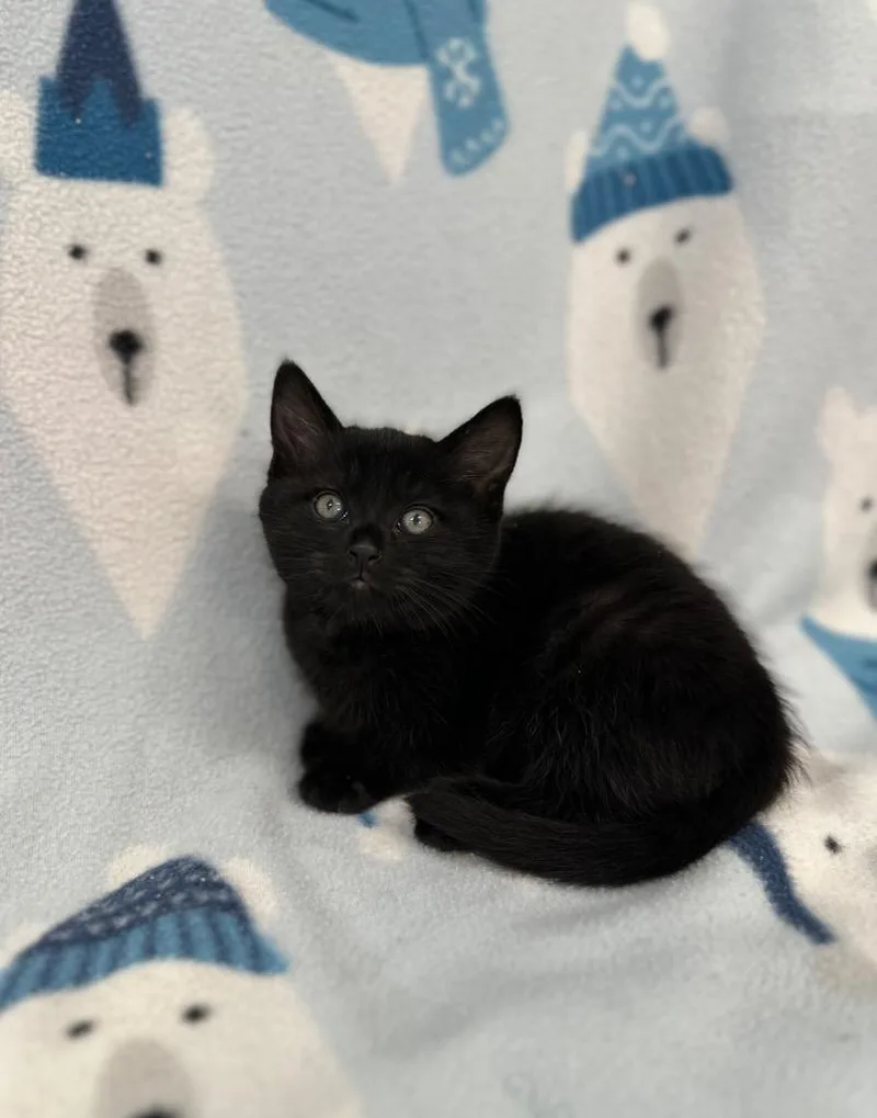 A baby medium-sized male Domestic Short Hair cat named Stanley Uris @ PetSmart for adoption in Newberg, OR