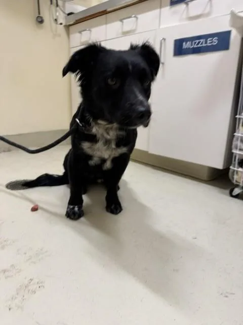 An adult medium-sized female Border Collie dog named Junior for adoption in Fremont, CA