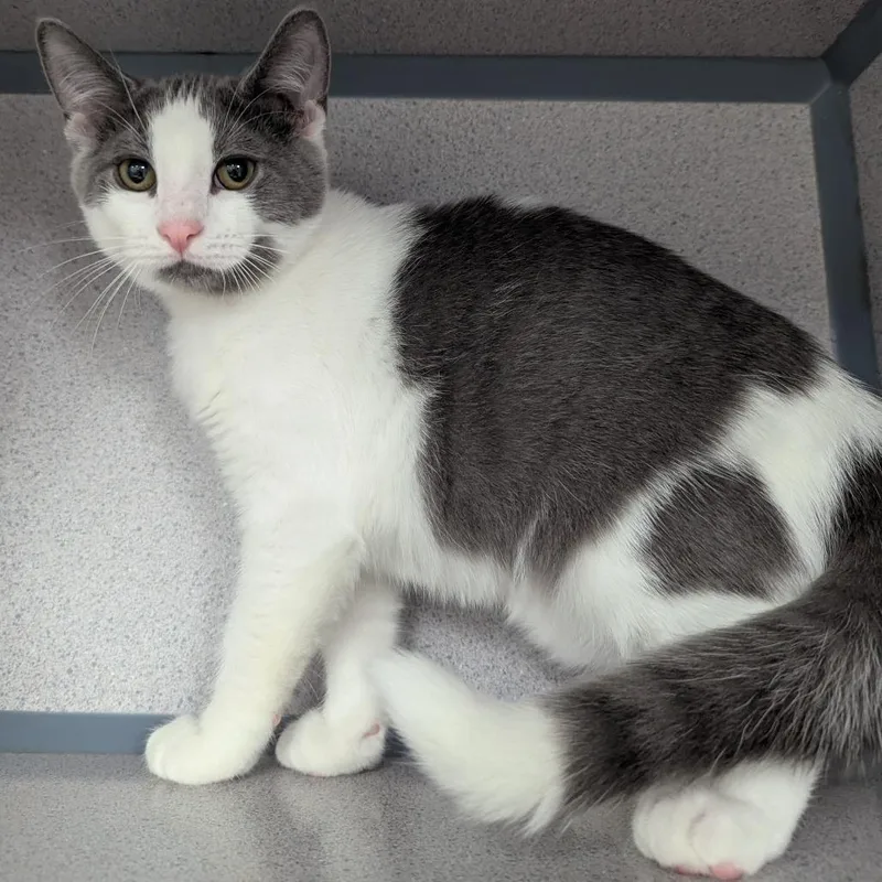 A baby small-sized male Gray / Blue / Silver Domestic Short Hair cat named Scoop for adoption in Evansville, IN