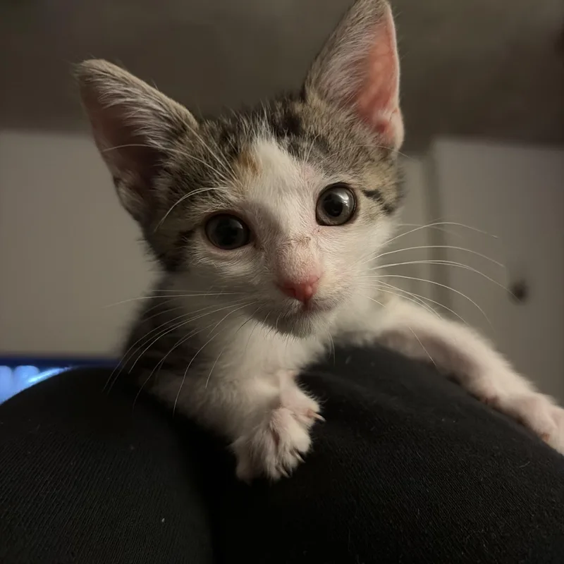 A baby medium-sized female Calico Tabby cat named Pompeii for adoption in Dallas, TX