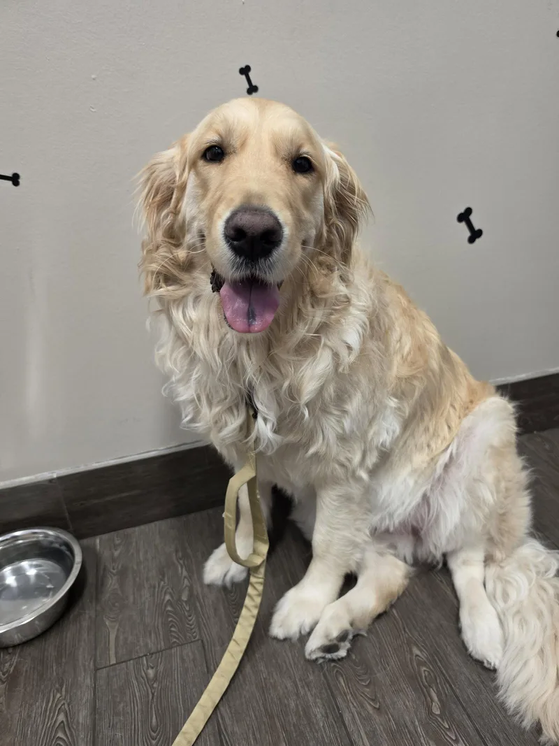 An adult large-sized female Golden Retriever dog named Lilo for adoption in Valrico, FL