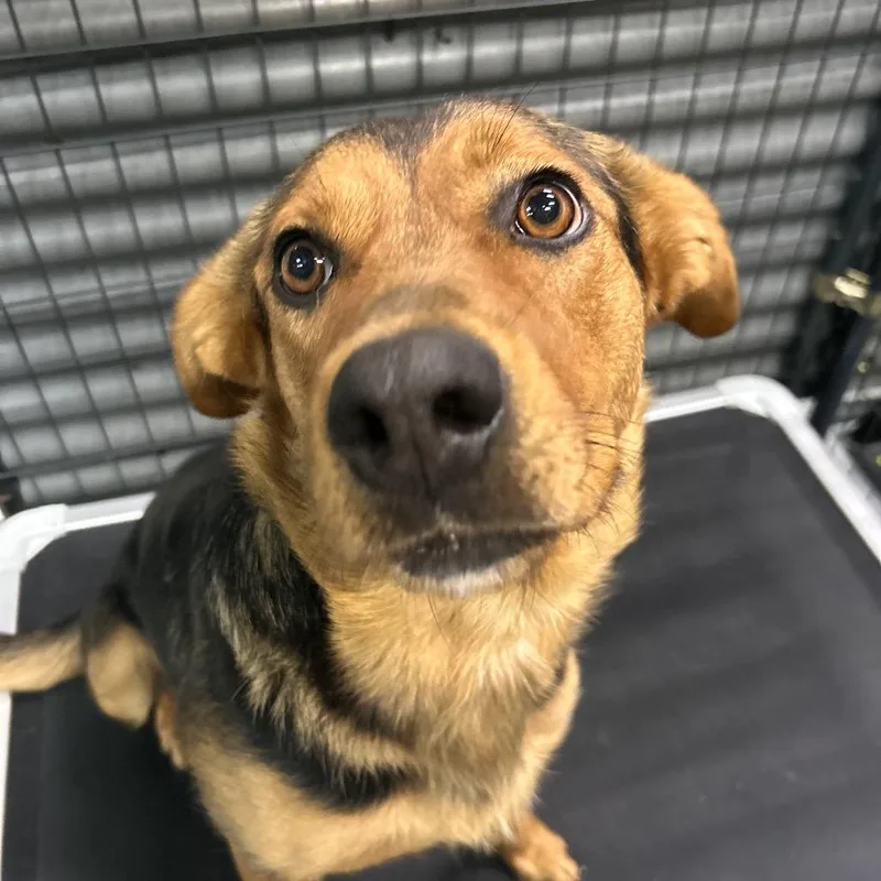 An adult medium-sized female Black Shepherd dog named Darla for adoption in Tacoma, WA