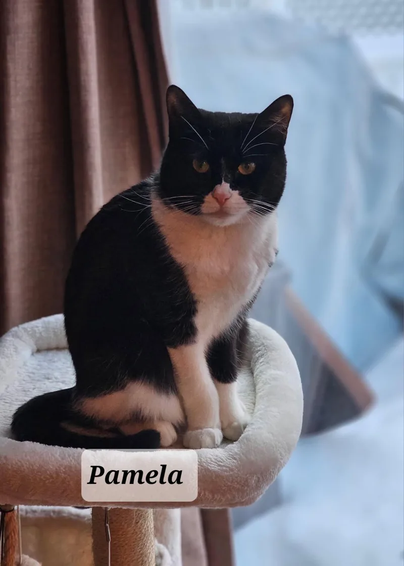 Pamela