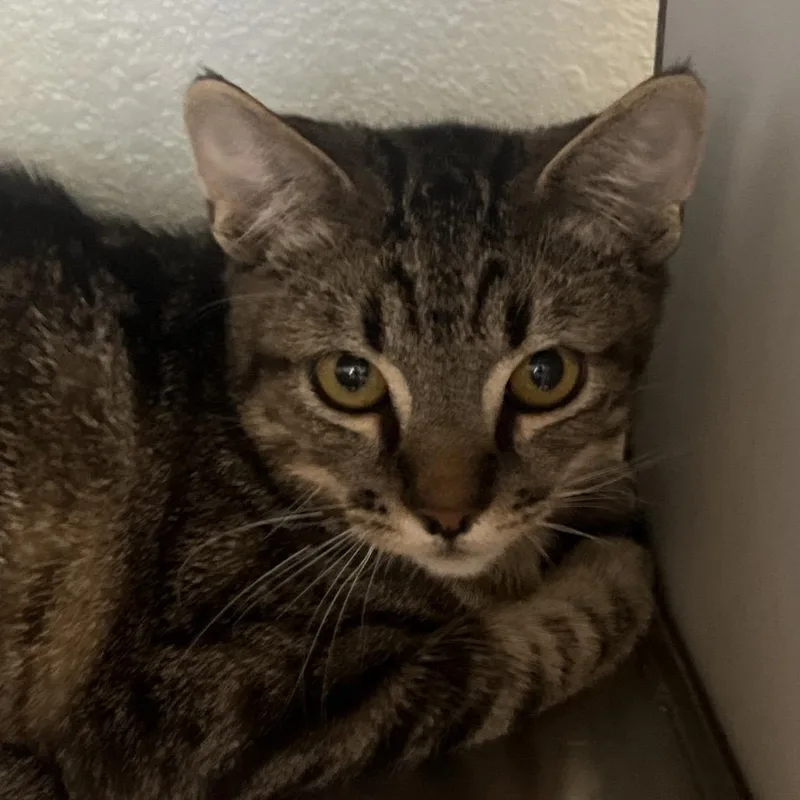 A baby medium-sized male Brown / Chocolate Domestic Short Hair cat named Lucio for adoption in Reno, NV