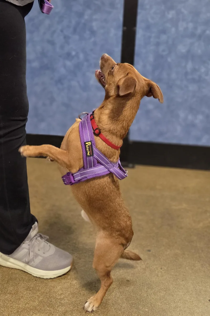 An adult small-sized male Red / Chestnut / Orange Chihuahua dog named Wolfie for adoption in Eugene, OR
