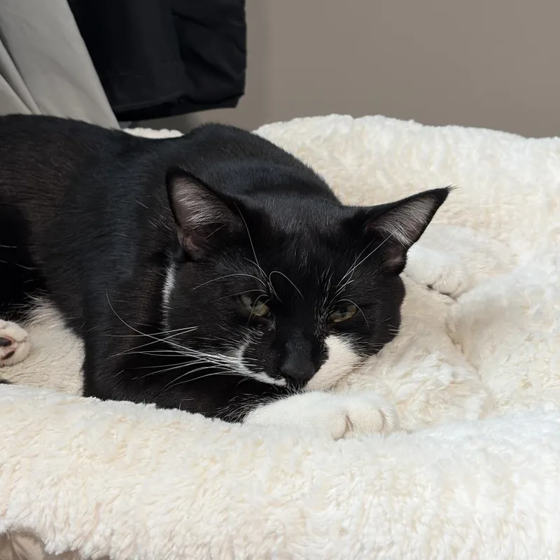 Mittens