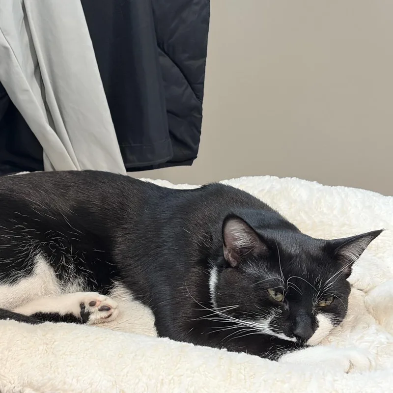 Mittens thumbnail 2