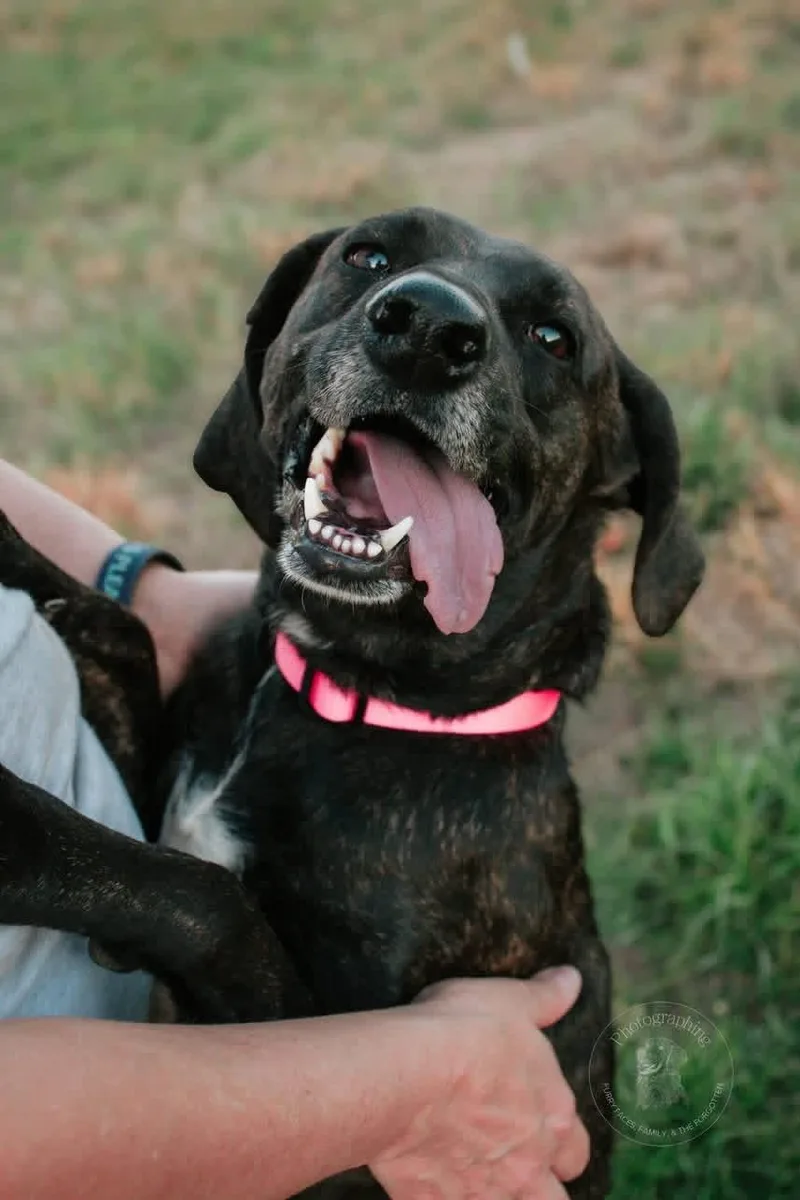 An adult medium-sized female Plott Hound dog named Mimi for adoption in Muldrow, OK