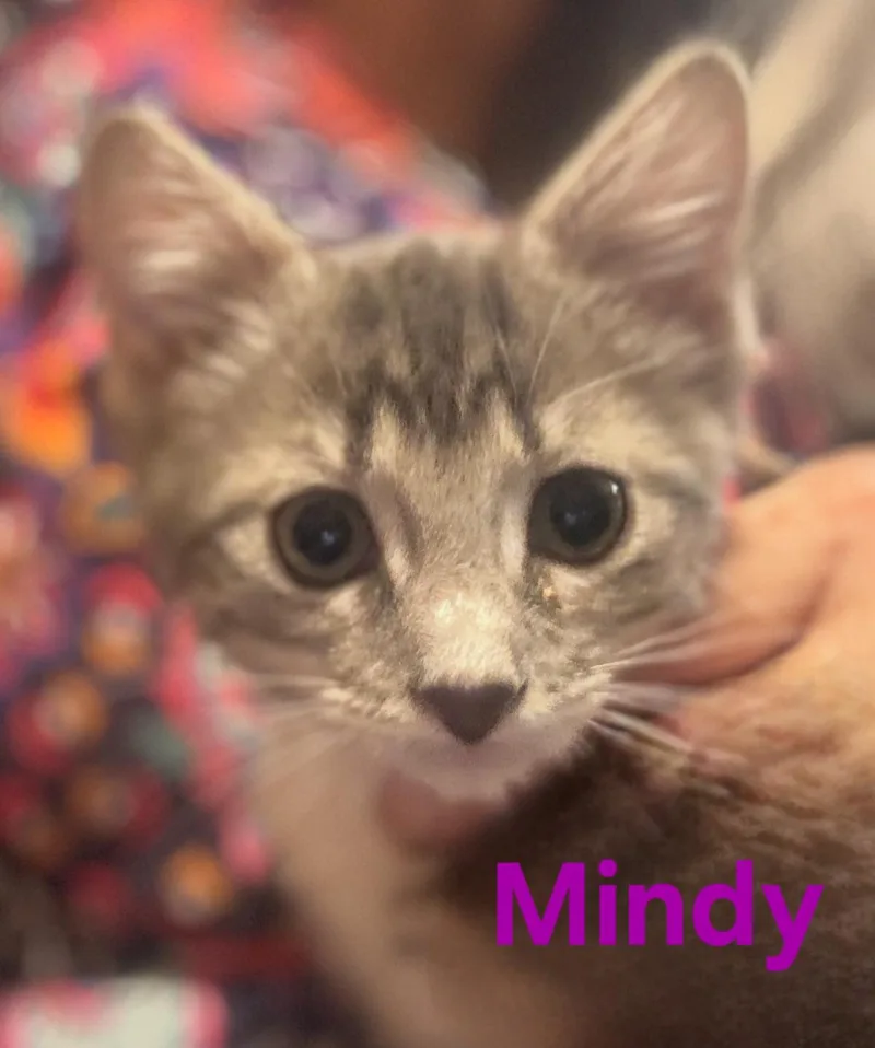 A young medium-sized female Domestic Short Hair cat named Mindy for adoption in Longwood, FL