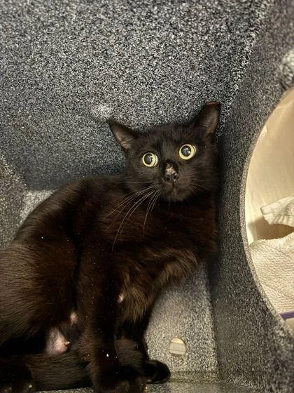 An adult medium-sized female Domestic Short Hair cat named Willow for adoption in Sevierville, TN