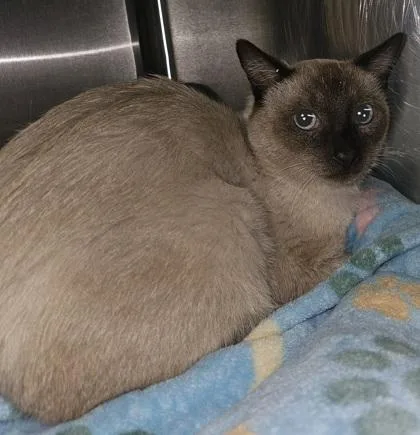 An adult small-sized male Siamese cat named Leo for adoption in Phoenix, AZ