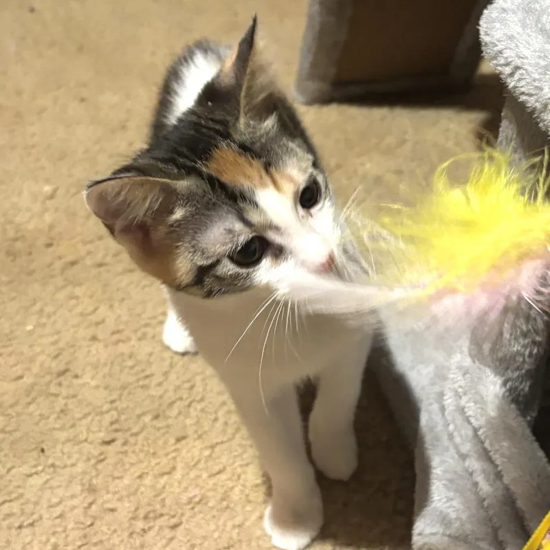 A baby small-sized female White Domestic Short Hair cat named Sally Ann for adoption in Bulverde, TX