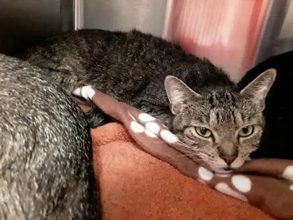 An adult large-sized female Domestic Short Hair cat named BigCat for adoption in Atlanta, GA