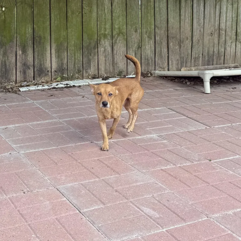 A baby small-sized male Golden Chihuahua dog named Jojo for adoption in Spring, TX