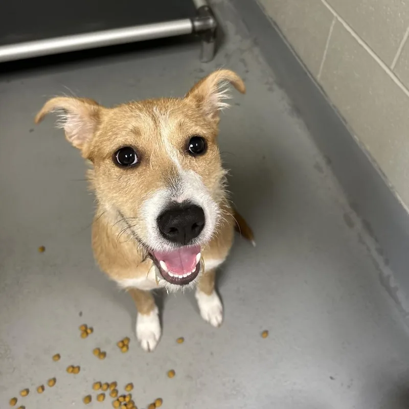 A young medium-sized female Yellow / Tan / Blond / Fawn Terrier dog named Faline for adoption in Batavia, OH