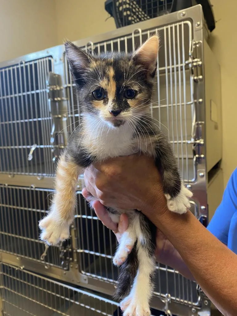A young medium-sized female Domestic Short Hair cat named Caviar for adoption in Florence, SC