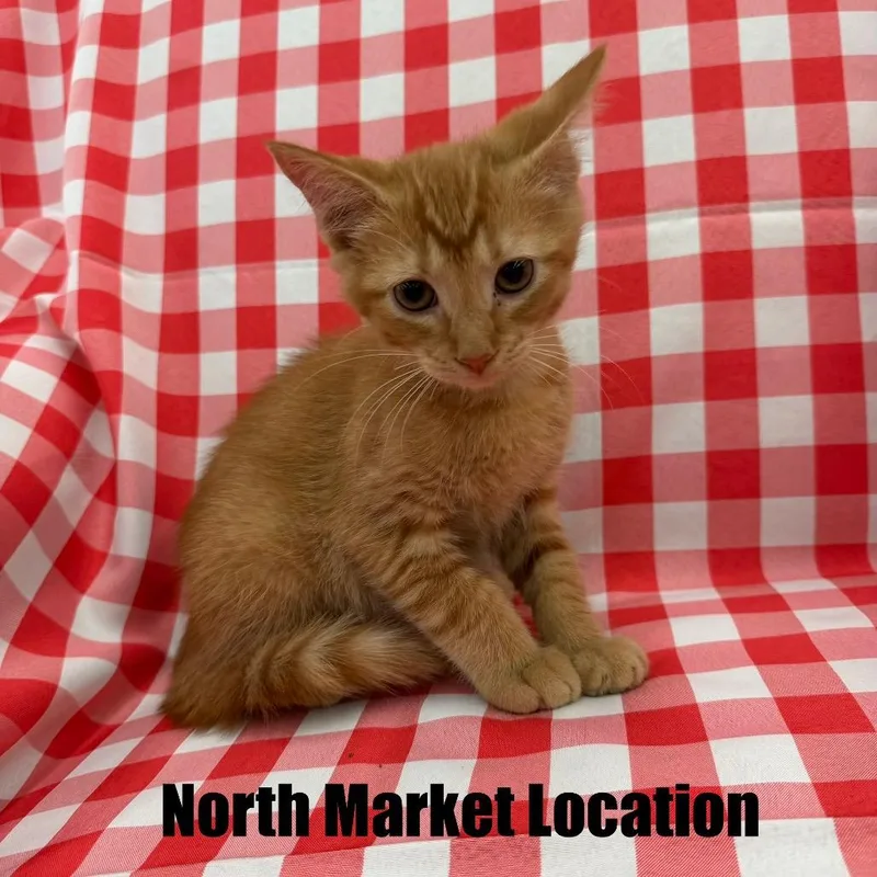 A baby small-sized male Orange / Red Domestic Short Hair cat named Playstation for adoption in Raleigh, NC