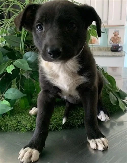 A baby small-sized female Labrador Retriever dog named A for adoption in Lancaster, CA