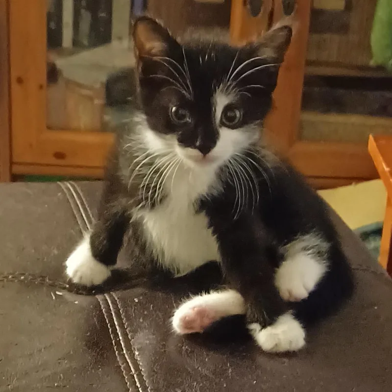 A baby small-sized male Black Domestic Short Hair cat named S Litter  Simon for adoption in Washington, DC
