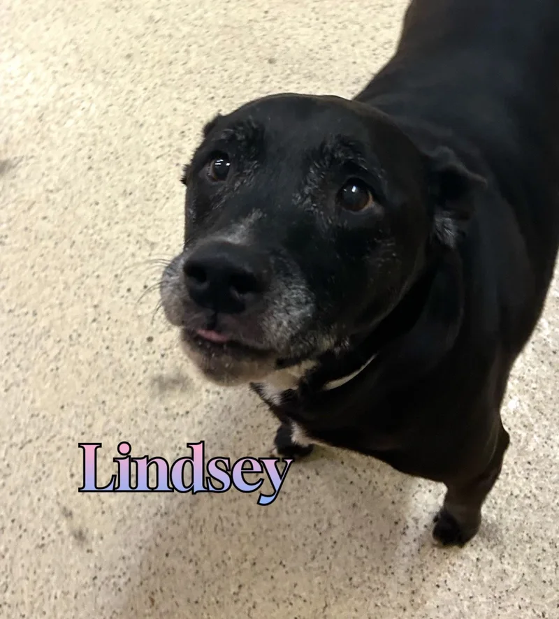 A senior large-sized female Black Labrador Retriever dog named Lindsey for adoption in Muncie, IN