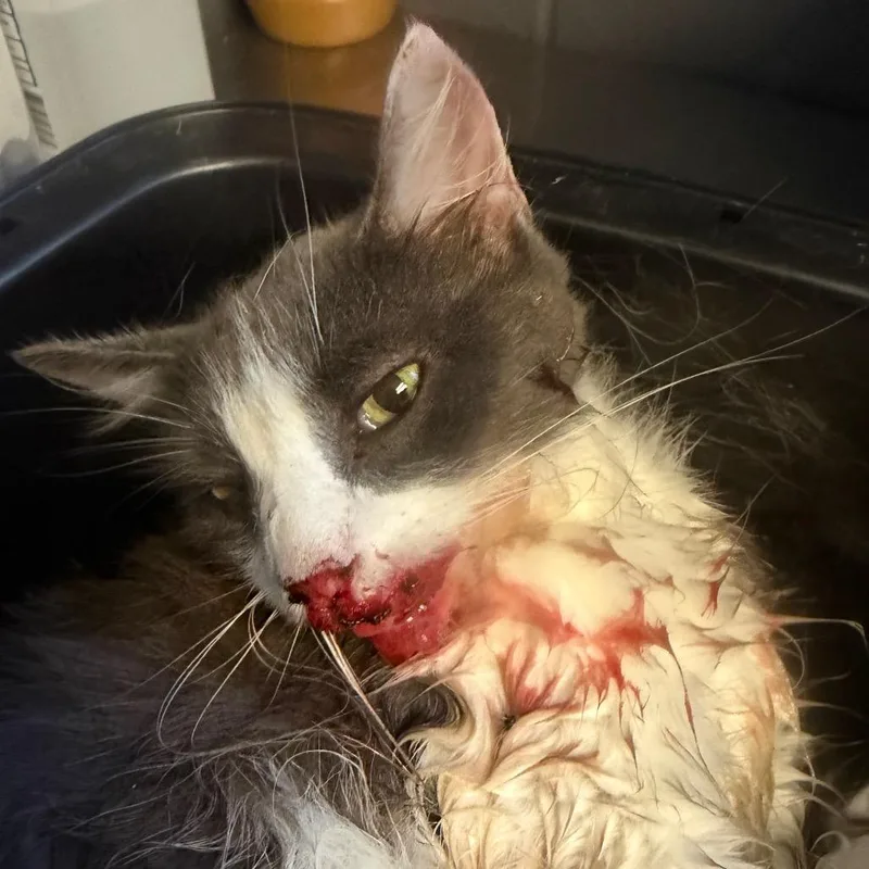 An adult medium-sized female Gray / Blue / Silver Domestic Long Hair cat named TUSCStray for adoption in Tuscaloosa, AL