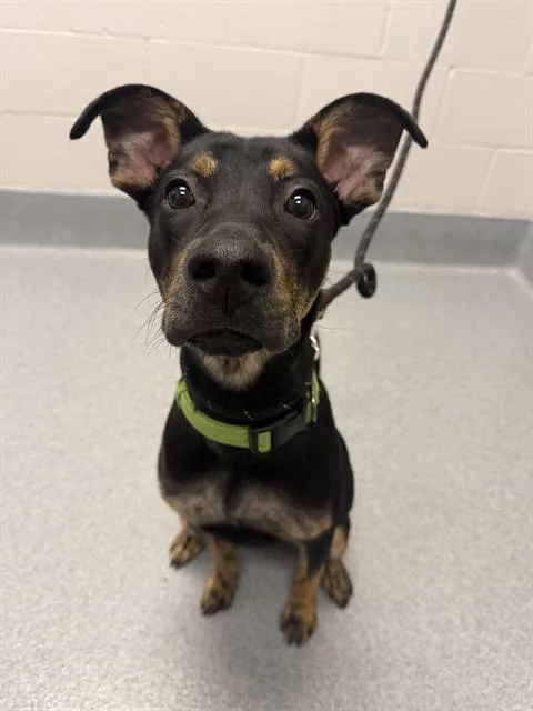A young medium-sized female Pit Bull Terrier dog named Nellie for adoption in Indianapolis, IN